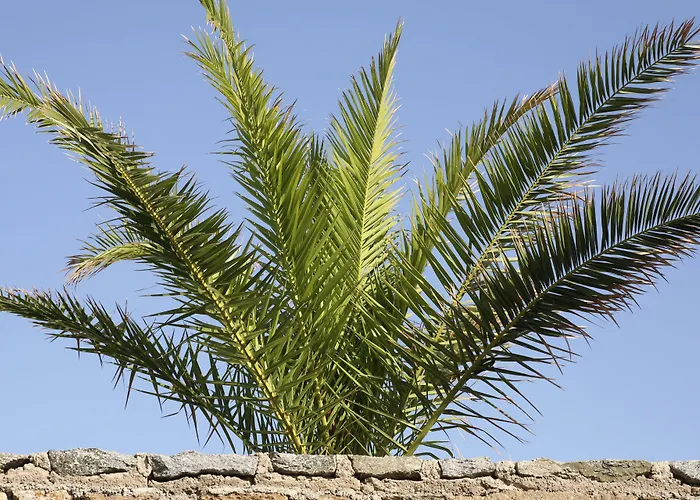 Yakinthos פנורמוס מיקונוס