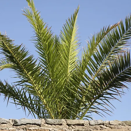Yakinthos Panormos (Mykonos)